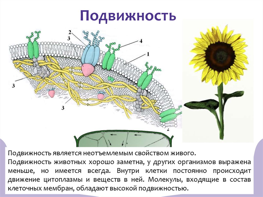 Подвижность это. Подвижность это в биологии. Подвижность живых организмов. Подвижность это, биология 5. Подвижность это кратко.