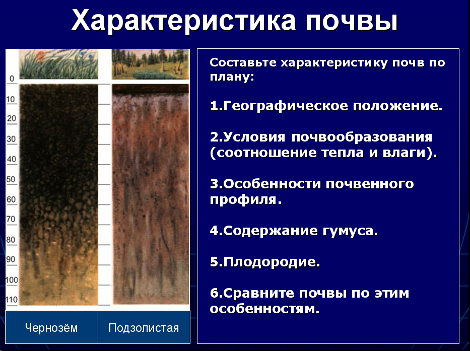 Какие области черноземные почвы россии. Характеристика почв России. Характеристика почвы. Характеристика типов почв. Географическое положение почв.