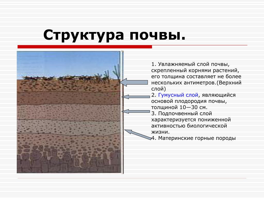 Слои почвы земли. Плитчатая структура почвы. Строение почвы схема. Биологическая структура почвы. Почва верхний слой земли состав почвы.