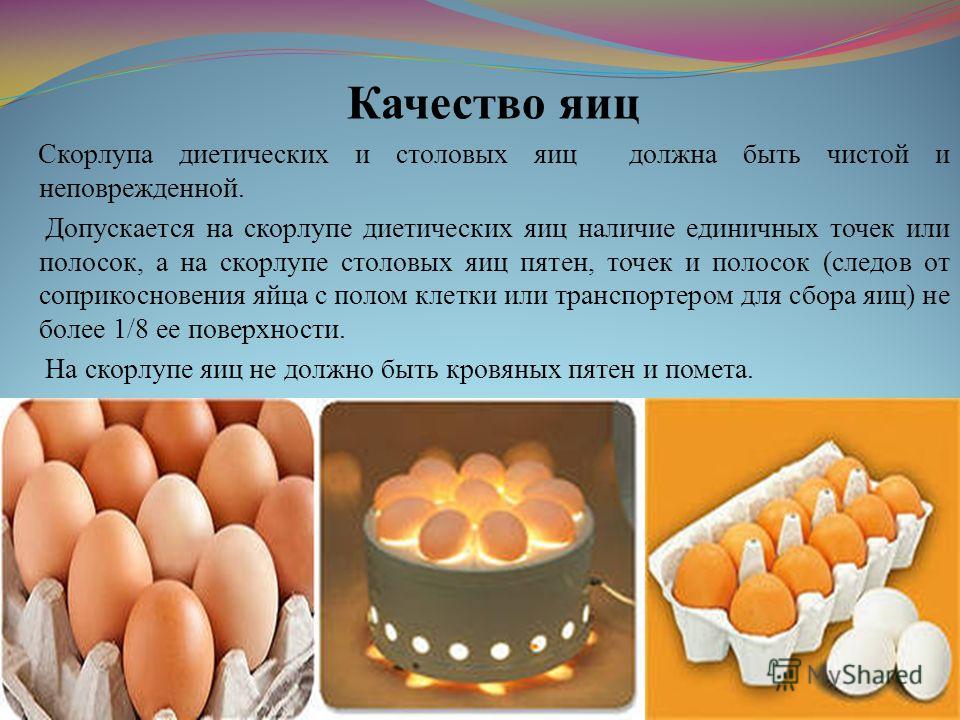 Качество яиц. Показатели качества яиц. Качество куриных яиц. Оценка качества яиц куриных.