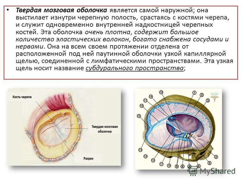 Твердая мозговая. Строение твердой мозговой оболочки головного мозга. Твердая мозговая оболочка места крепления. Тройничная полость твердой мозговой оболочки. Строение твёрдой мозговой оболочки схема.