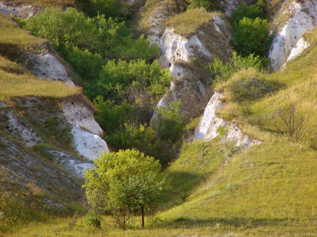 Фото балки в природе