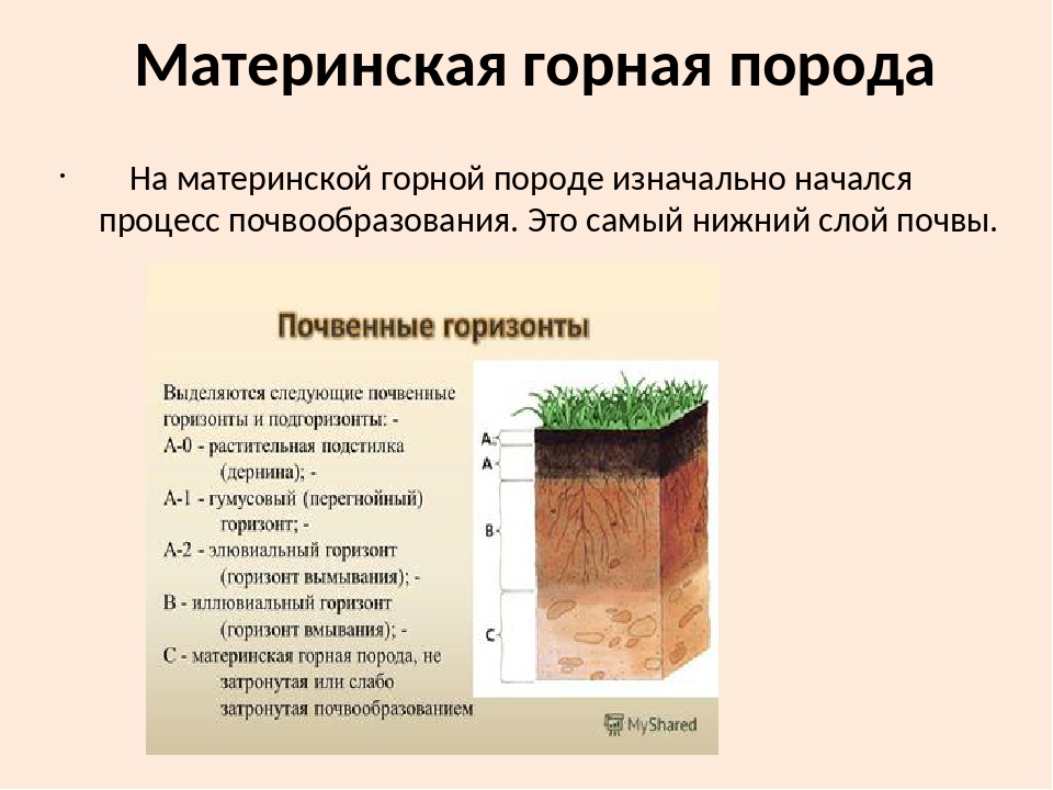 Свойство почвы которое можно увидеть на разрезе. Почвенный профиль Горизонт вымывания. Материнская порода. Материнская порода почвы. Почвенный разрез рисунок.