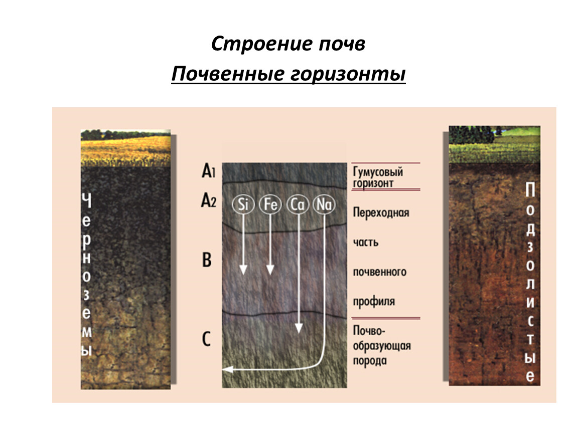 Название почв. Строение почвы почвенные горизонты. Строение почвы подвесные горезонты. Почвенный профиль, строение: рисунок горизонтов. Строение почвы слои.