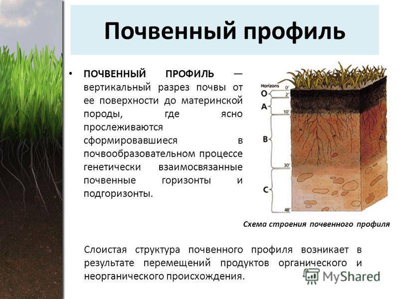 Органический слой почвы. Почвенный профиль и почвенные горизонты. Супесь чернозема почвенный профиль. Почвообразующие породы серых лесных почв. Схема строения почвенного профиля.