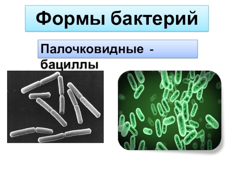 Палочковидные бактерии