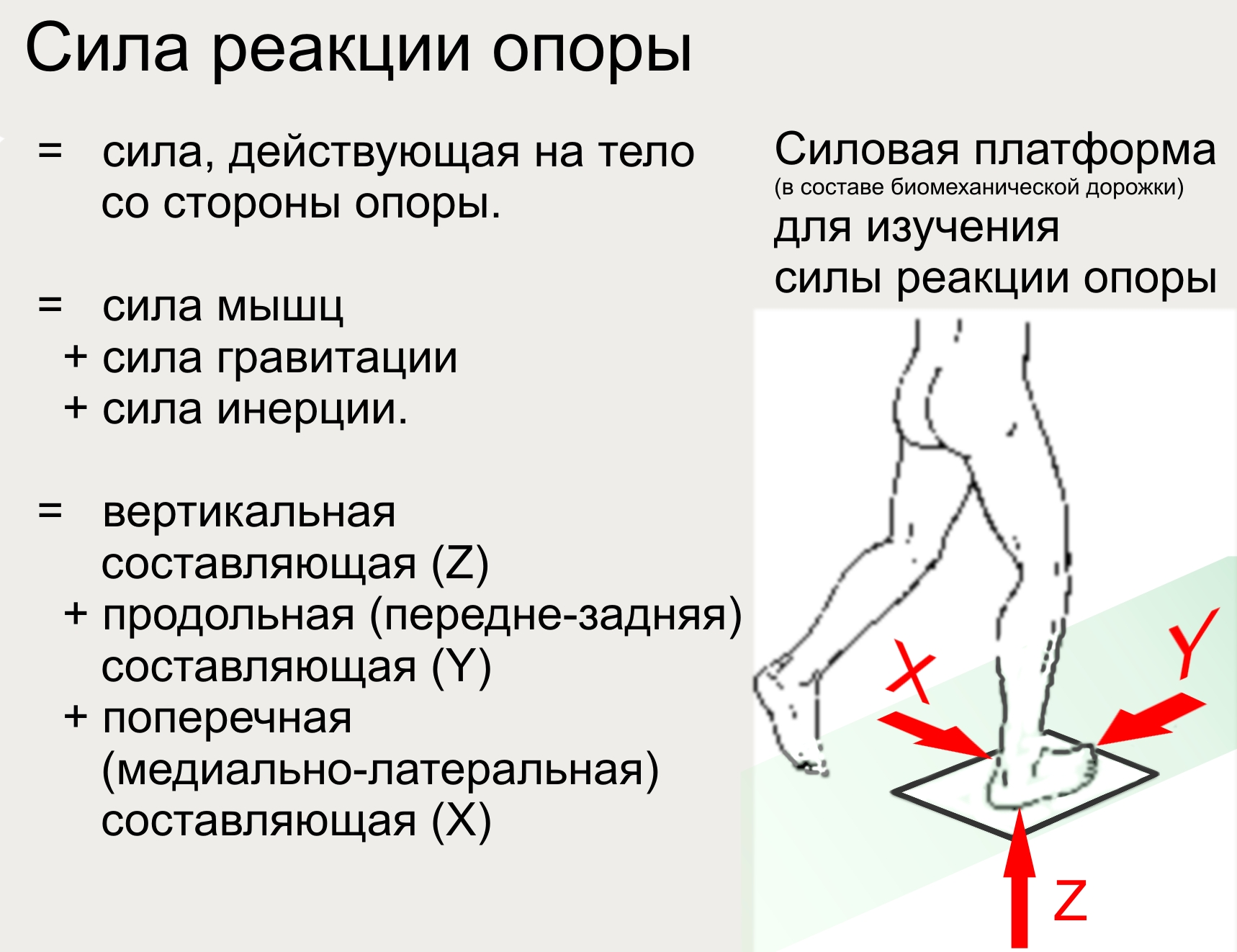 Сила реакции опоры в биомеханике